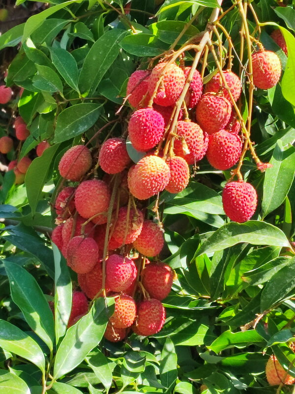 Плоды личи в садах Нижней Галилеи - Надя Кушнир