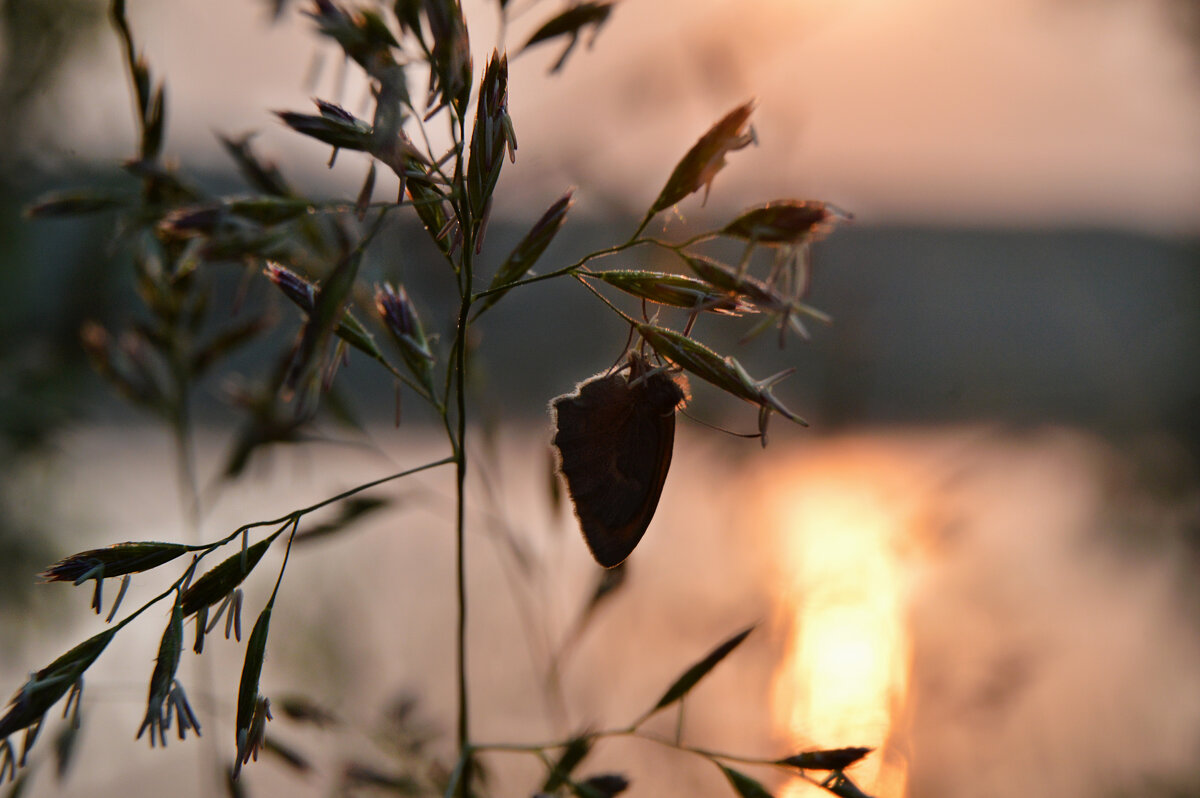 На рассвете - Надежда Куркина 