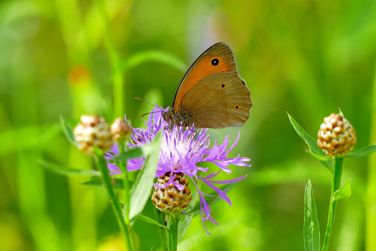 из снятого вчера 1 - Александр Прокудин
