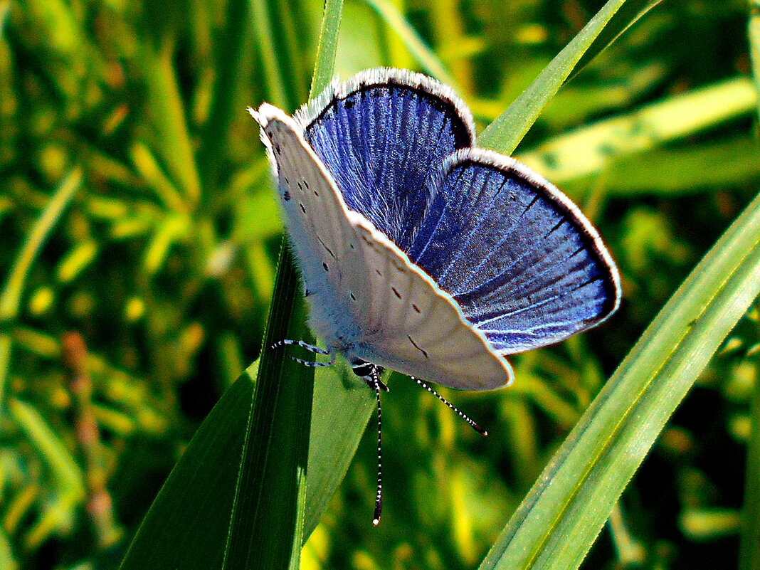 Голубянка Альцетас - Константин Штарк