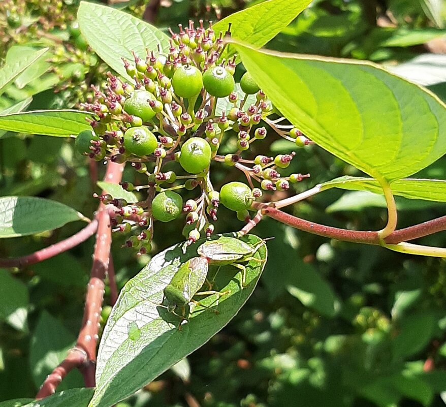 Какое все зеленое... - Наталья Герасимова
