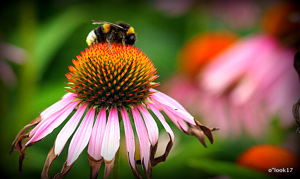 у природы свои законы - Олег Лукьянов