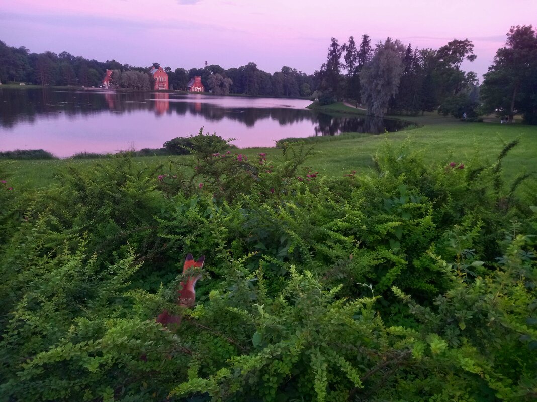 Лиса на закате - Сапсан 