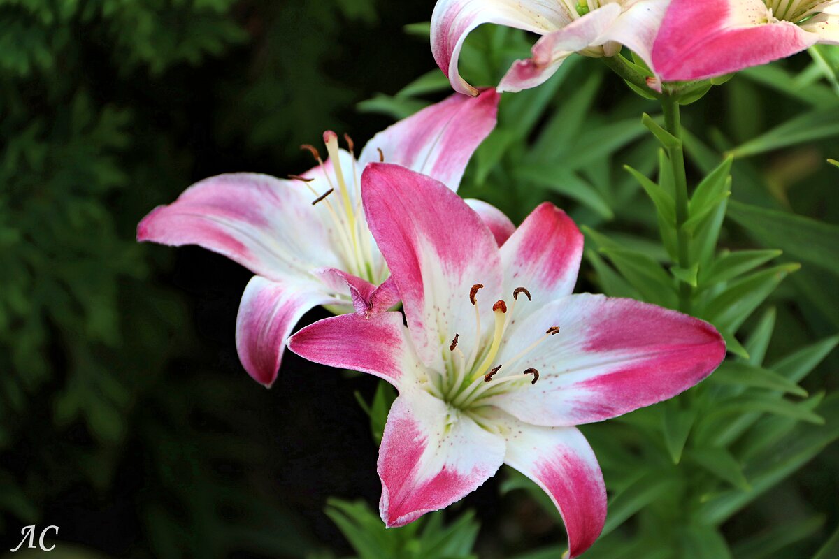 Лилии, вновь лилии. - Любовь Сахарова Лилии, вновь лилии. - Любовь Сахарова