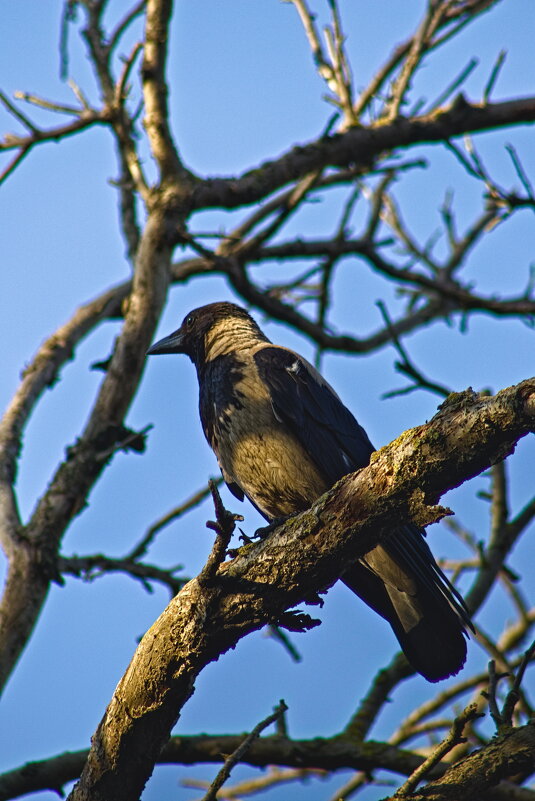 Какие перышки ,какой носок ,должно быть ангельский голосок. - Giant Tao /