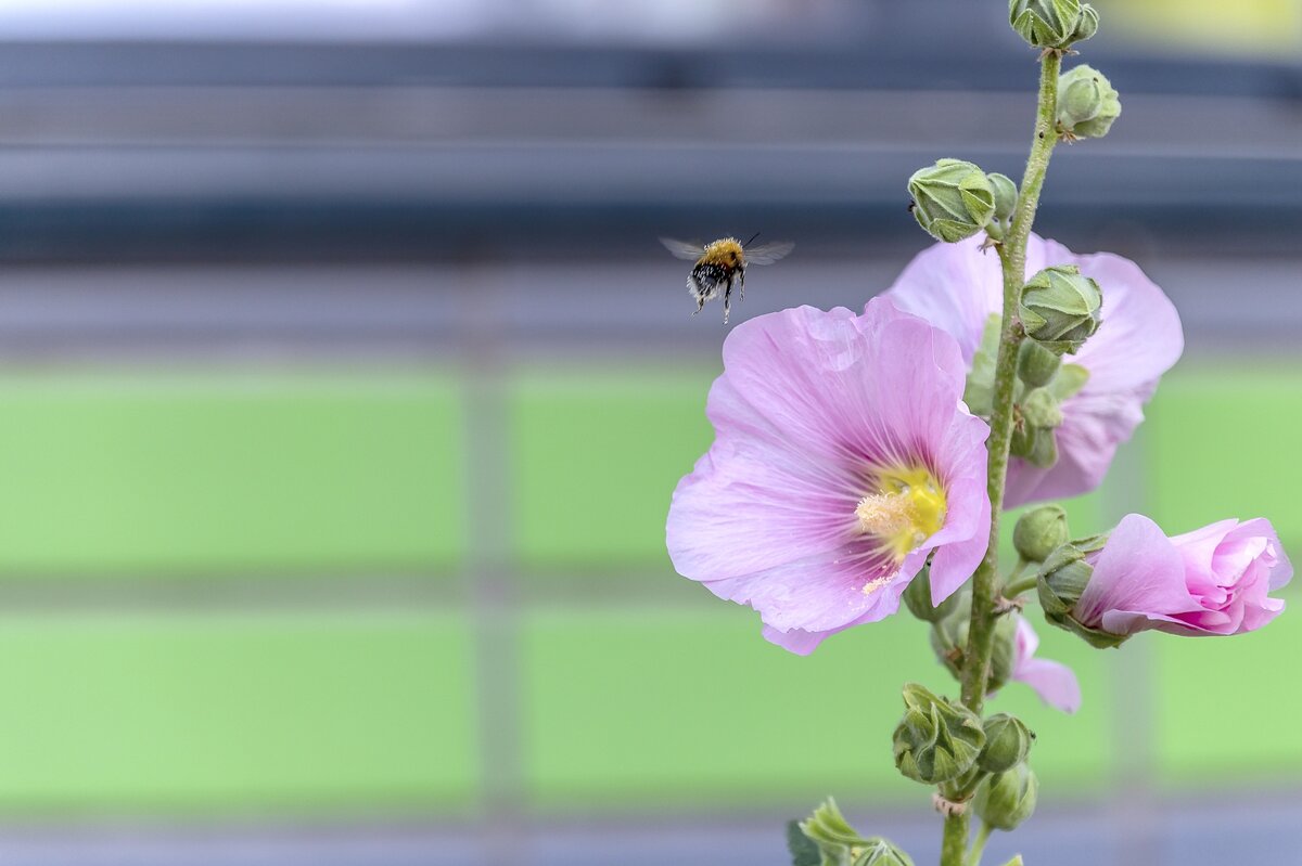 Утренний гость - Валерий Иванович Утренний гость - Валерий Иванович