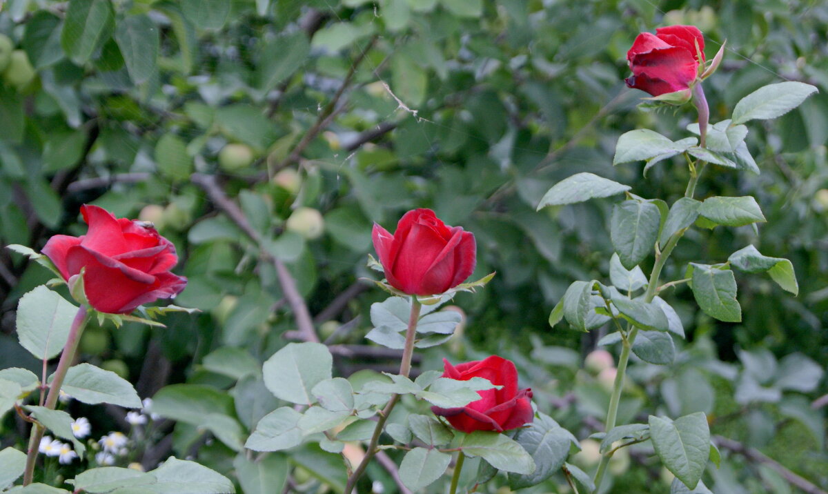 Цветут в саду. - сергей ермошкин Цветут в саду. - сергей ермошкин