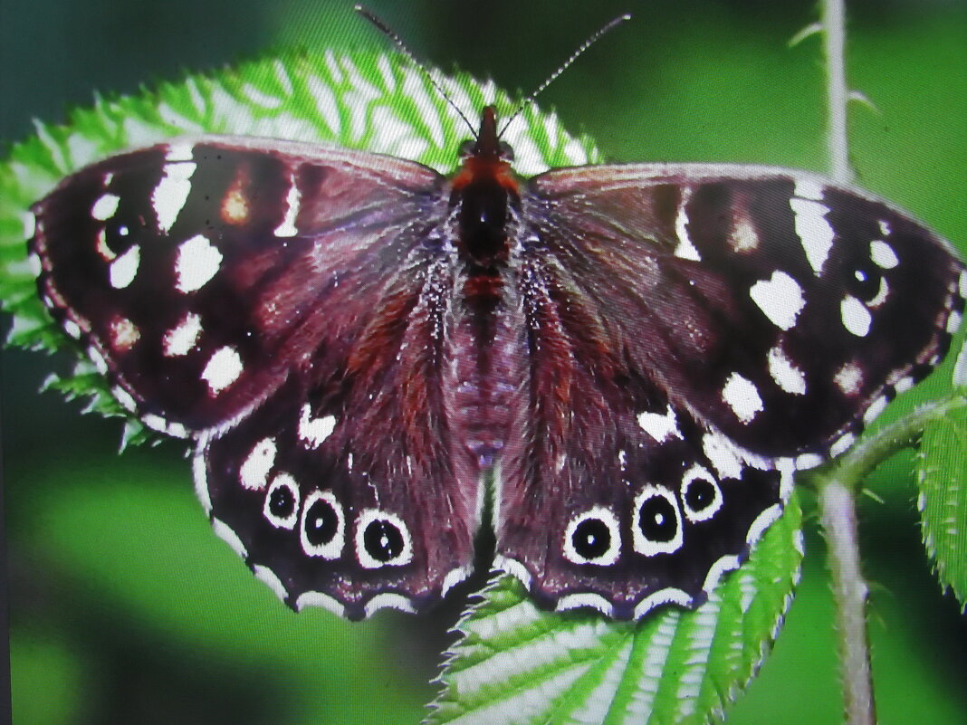 Интересная бабочка - Людмила Смородинская