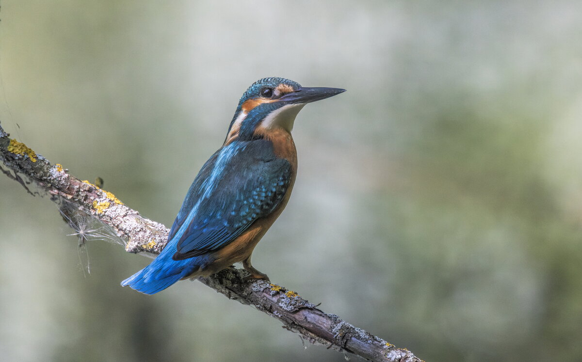 зимородок. - юрий макаров
