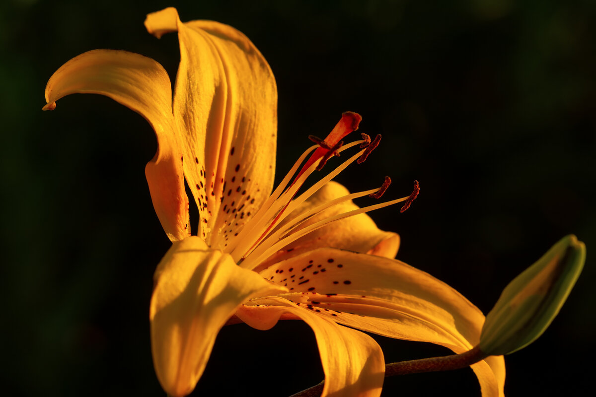 лилейник - Виталий Емельянов