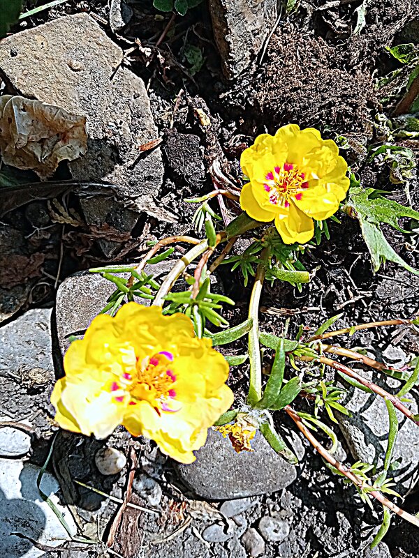 Цветы. - Владимир Драгунский