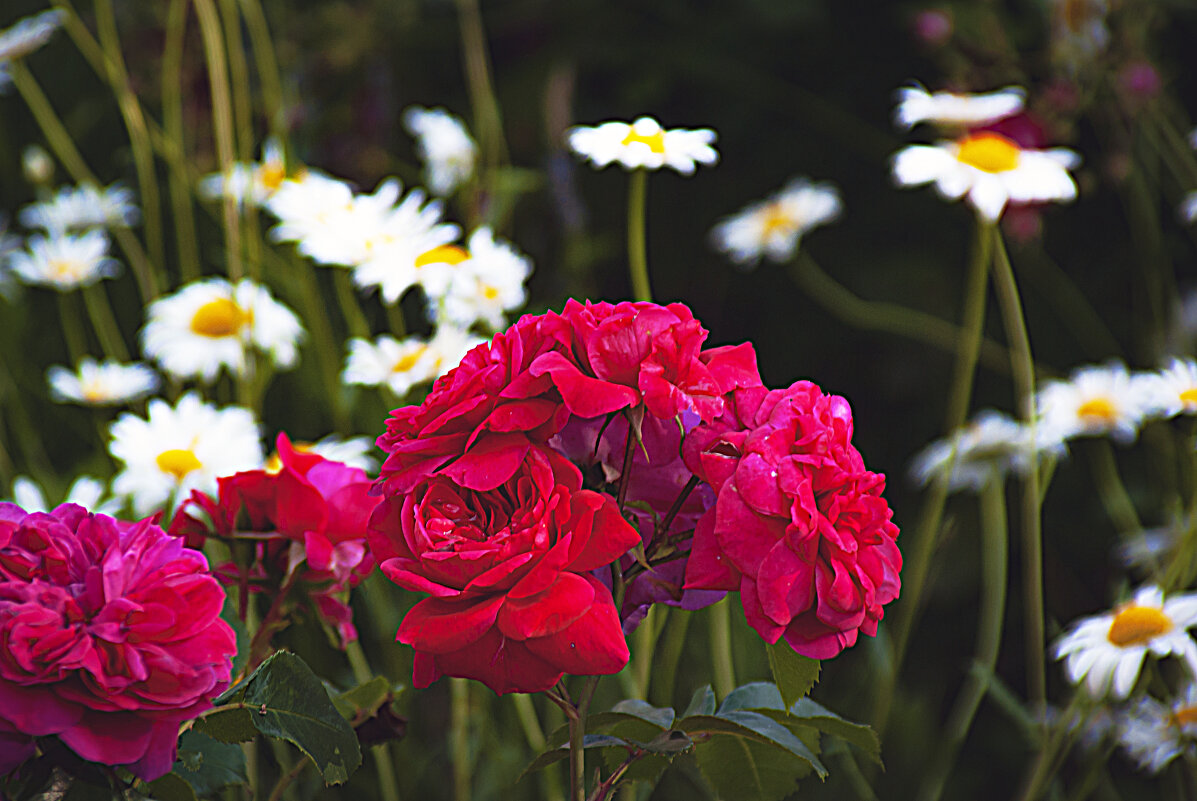 Цветение - Владимир Кроливец