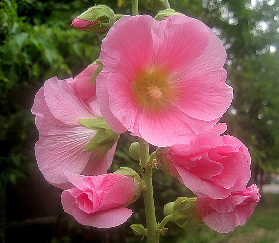 Мальва - Елена Семигина Мальва - Елена Семигина