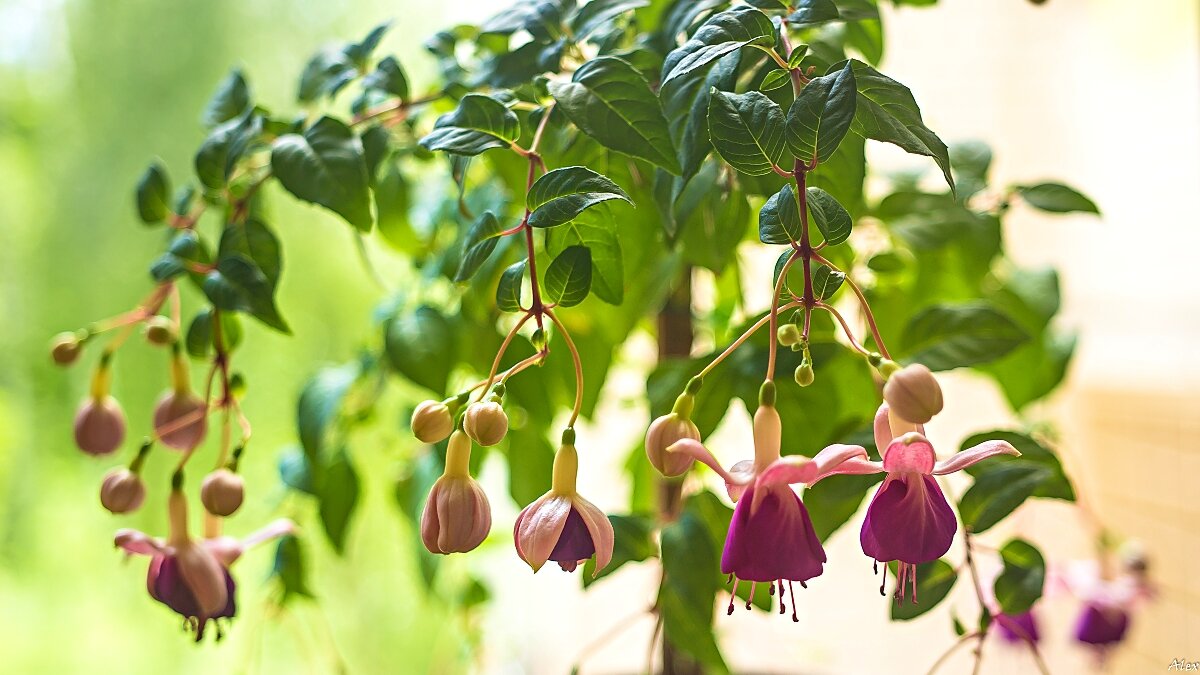 3875 - Alex . 3875 - Alex .