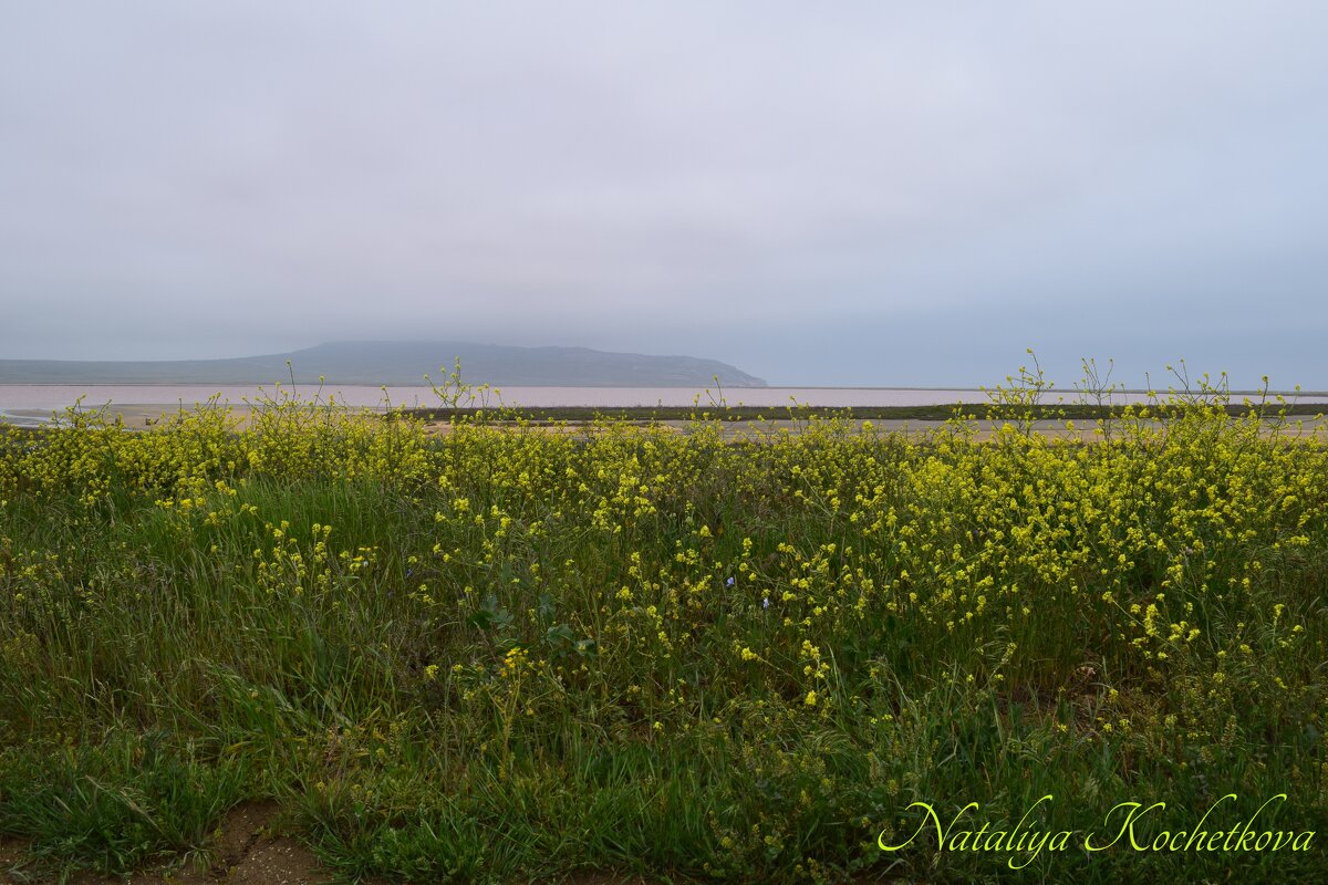 Природа Крыма - Amazing Cosmea