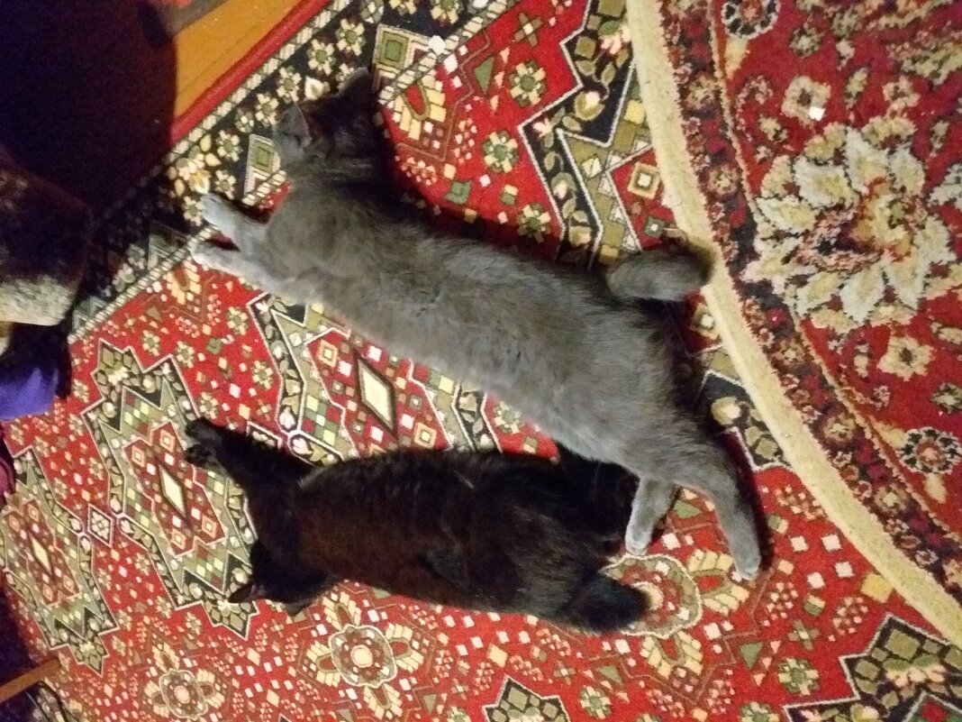 вповалку... - Галина Флора