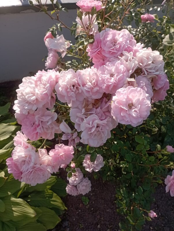 На улицах города - Елена Семигина