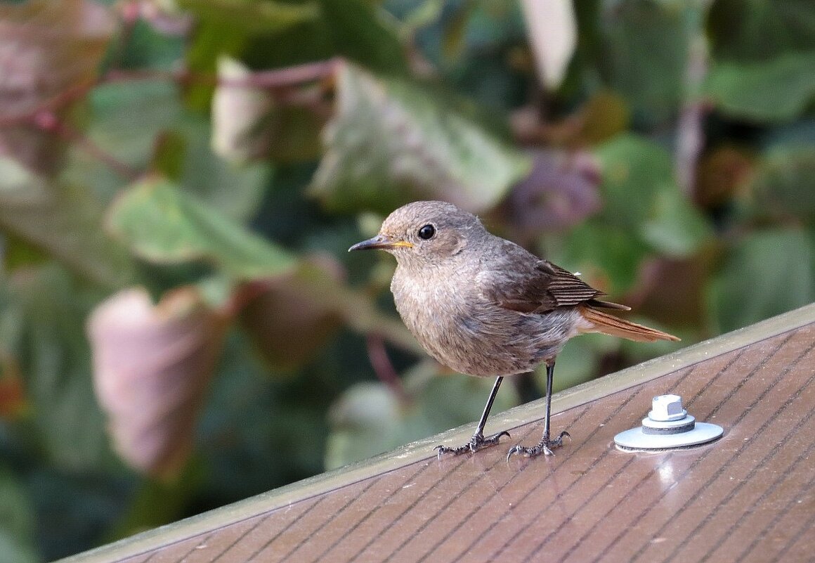 На любимой крыше ))) - Natali 
