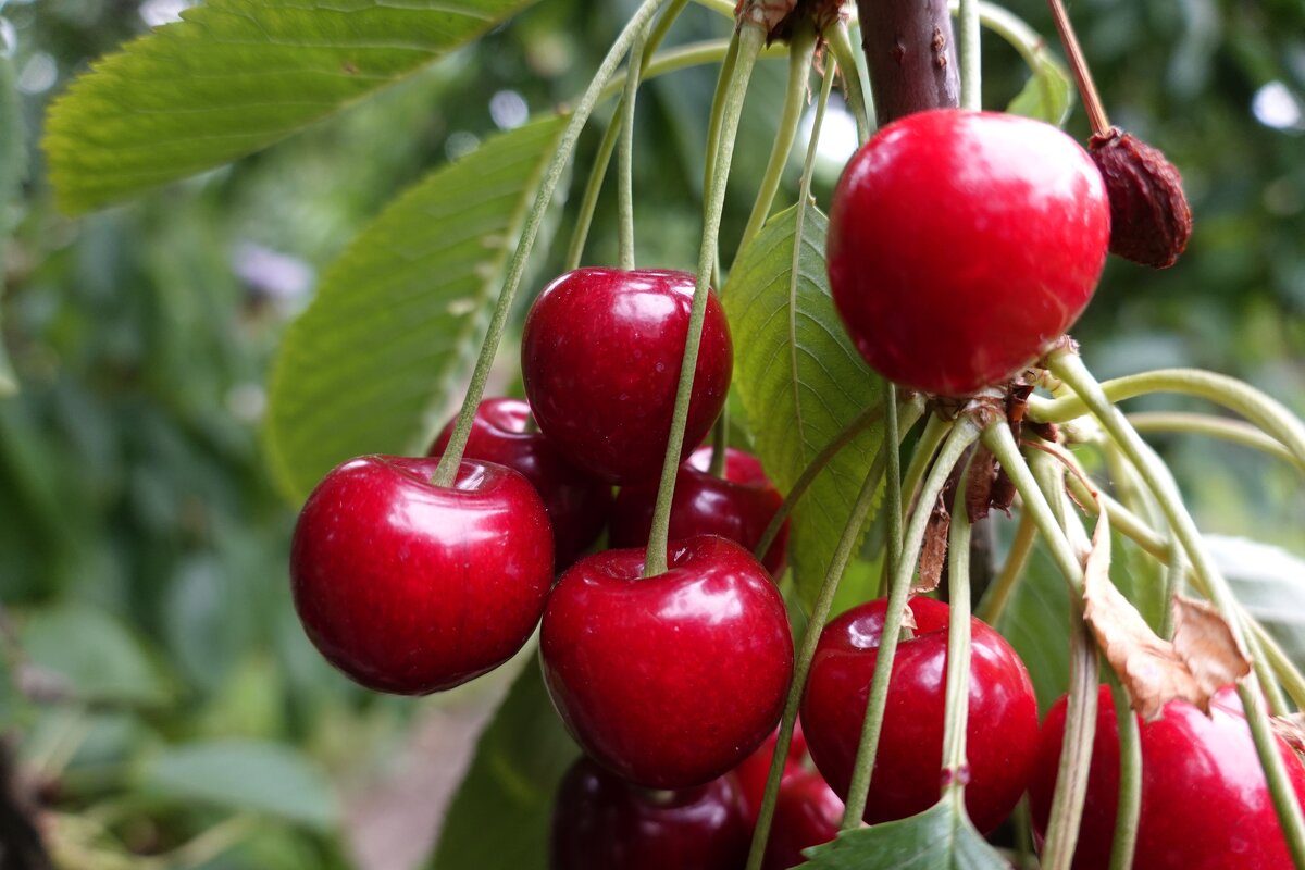 Сладкое лето... - Галина 