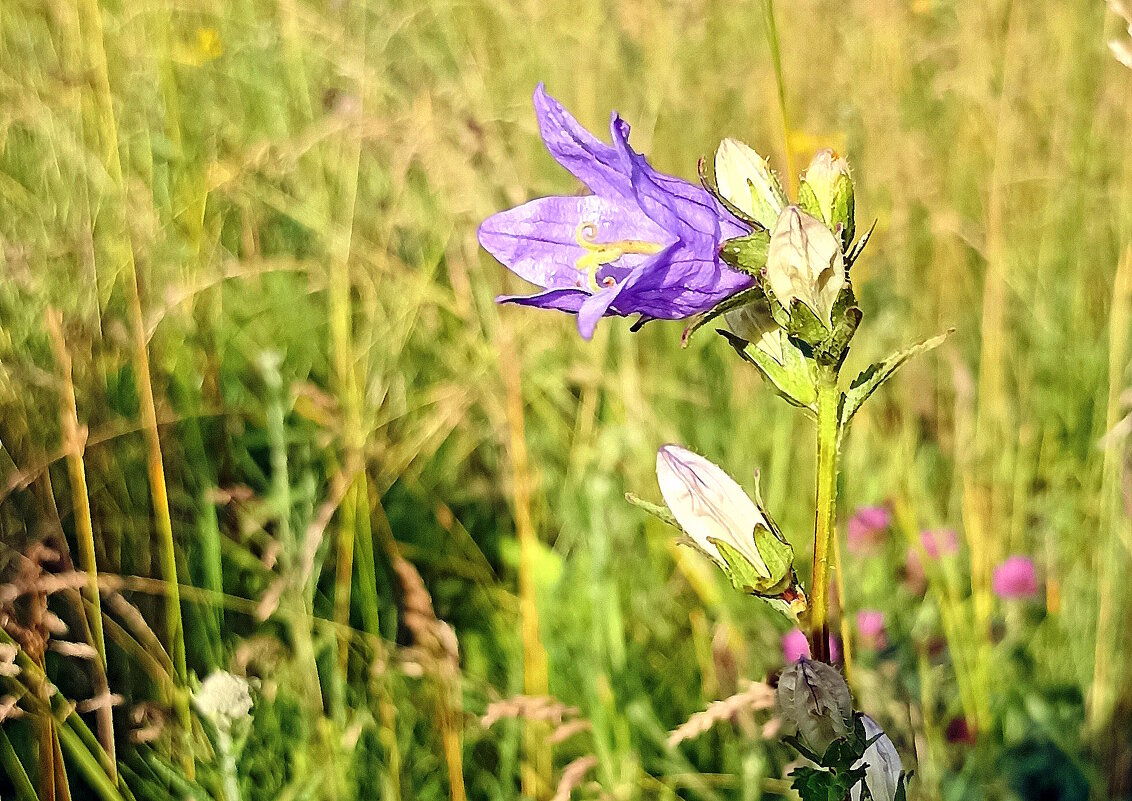 В жаркий полдень. - Вячеслав. Синицын
