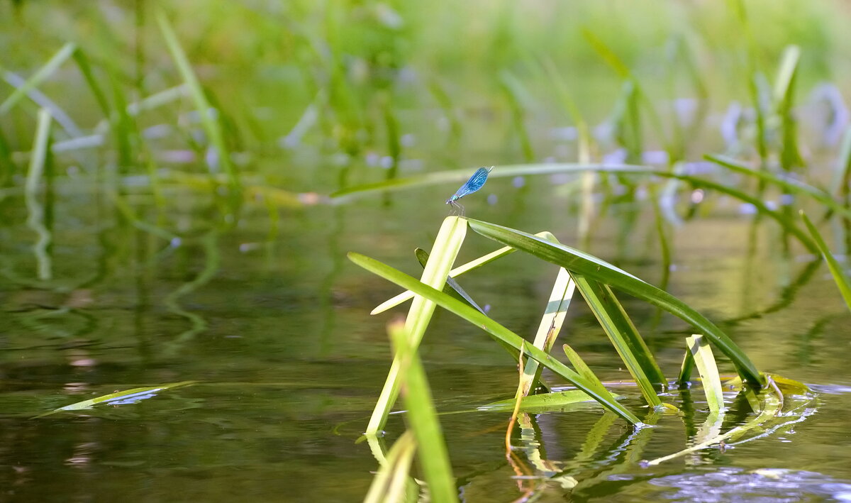 На реке.... - Сергей Клапишевский На реке.... - Сергей Клапишевский