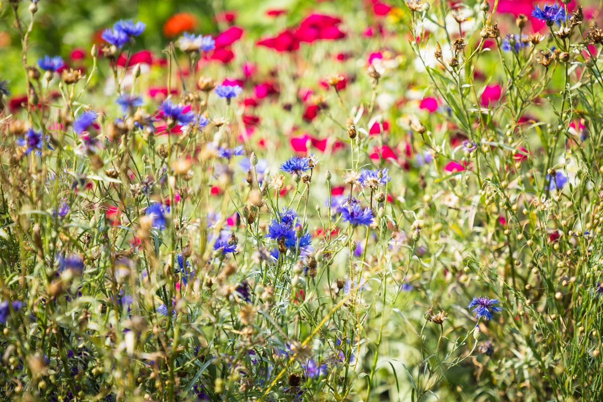 Цветочное... - Nyusha . Цветочное... - Nyusha .