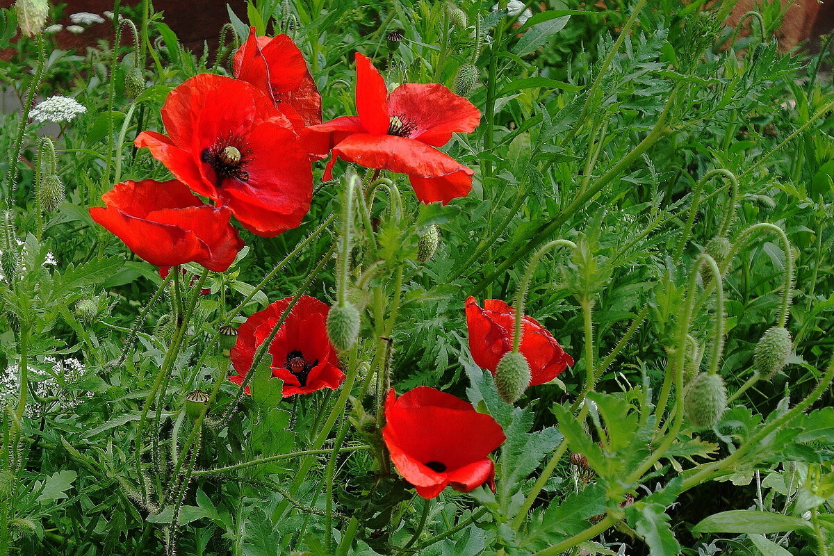 Мак - Рита Симонова