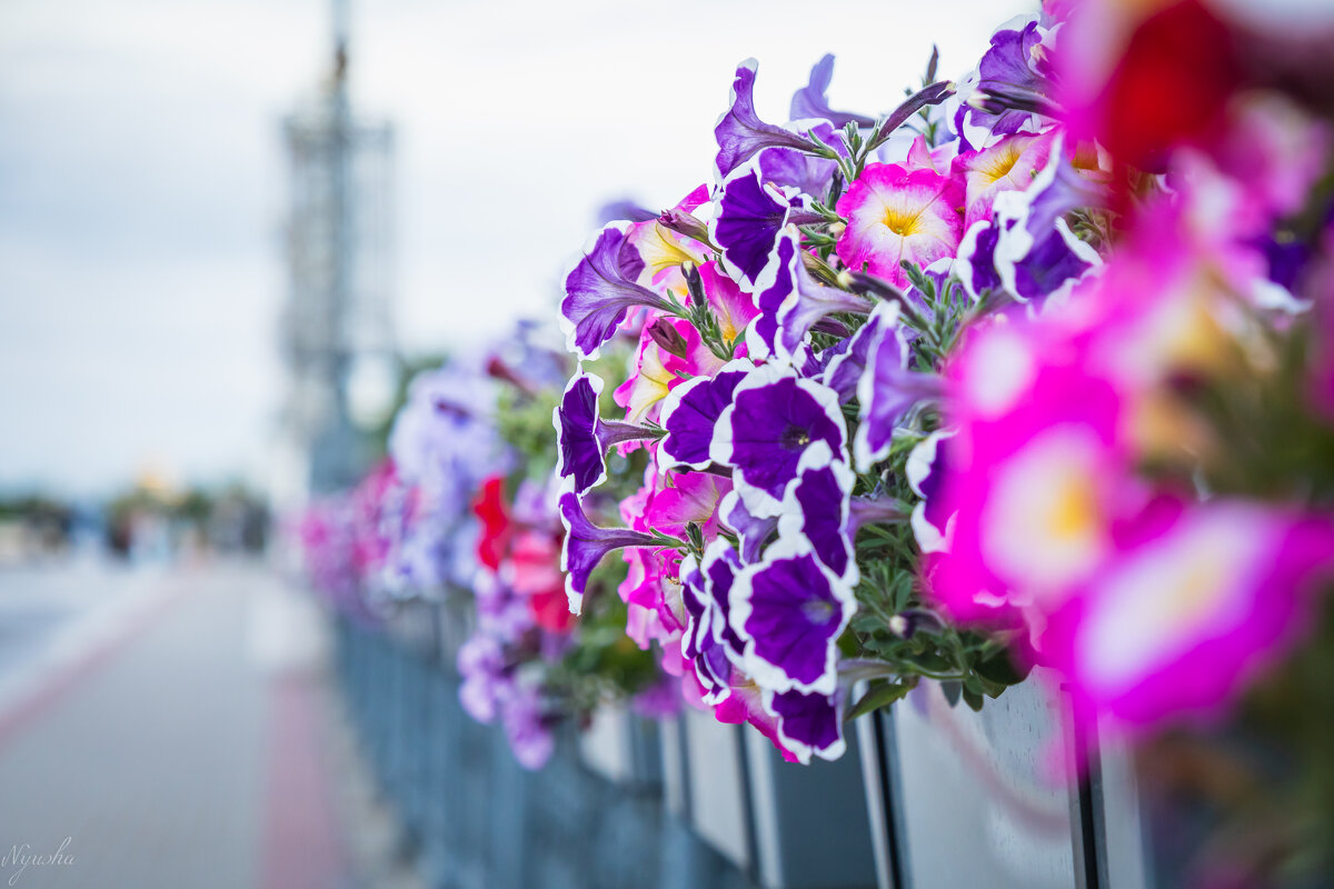 На Александровском мосту - Nyusha . На Александровском мосту - Nyusha .