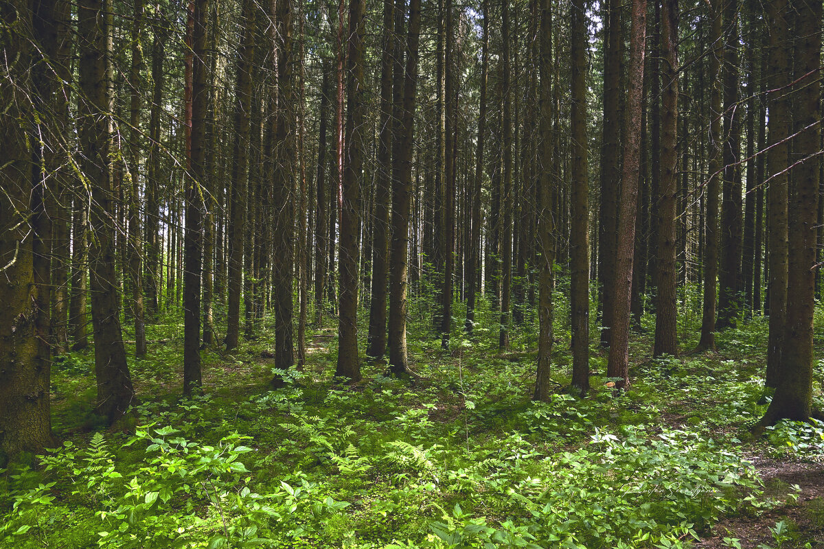 природа - סּﮗRuslan HAIBIKE Sevastyanovסּﮗסּ