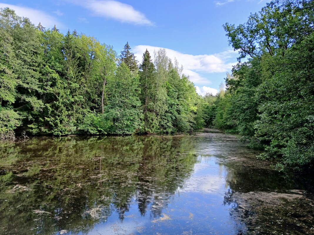 Лесная река. - Лия ☼