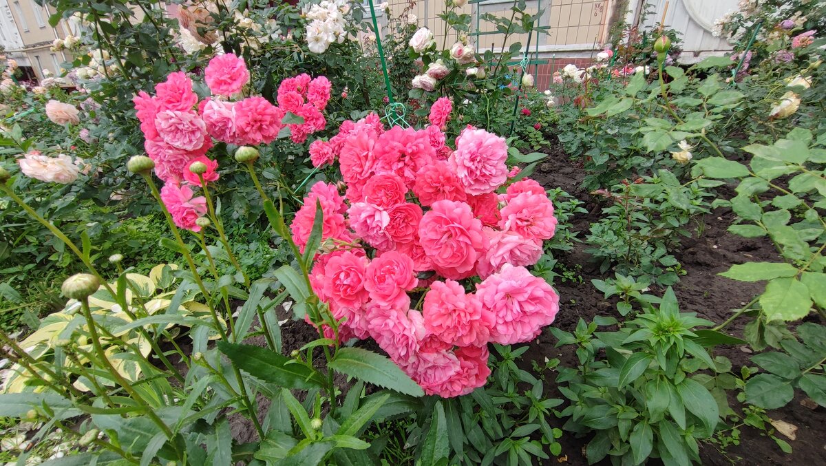 ,,, - Сергей Тимоновский