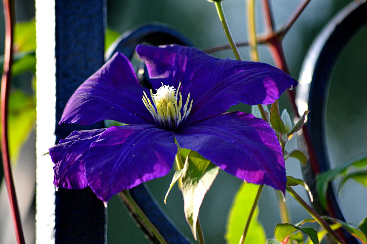Лиана на арке - Татьяна Лютаева