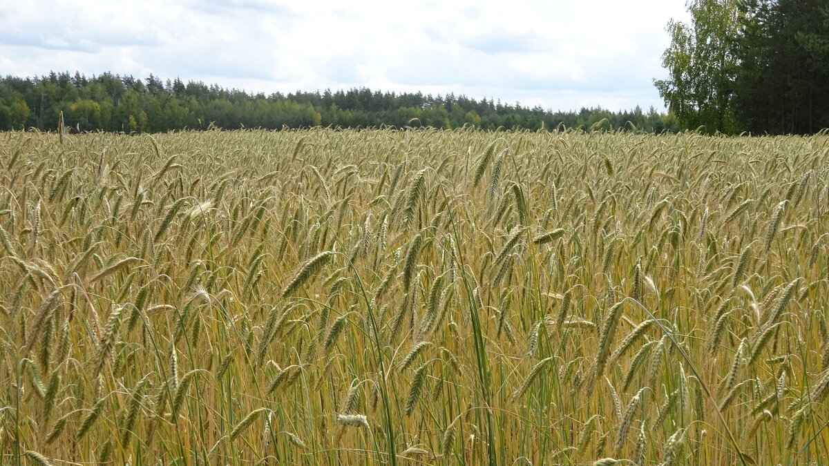 Hа ржаном поле - rimgis Hа ржаном поле - rimgis