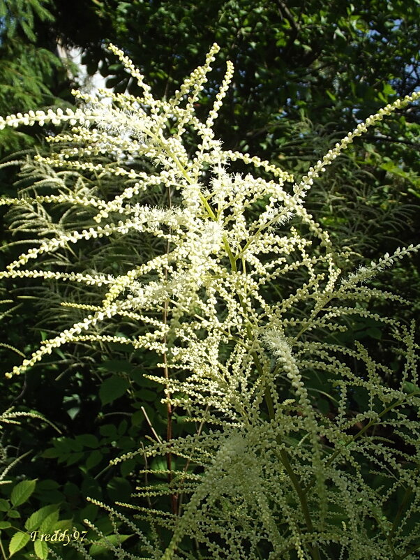 Волжанка - Freddy 97