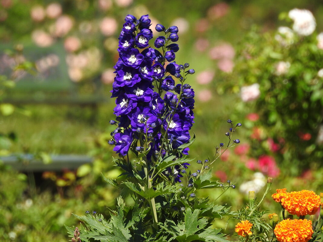 цветы - ИННА ПОРОХОВА