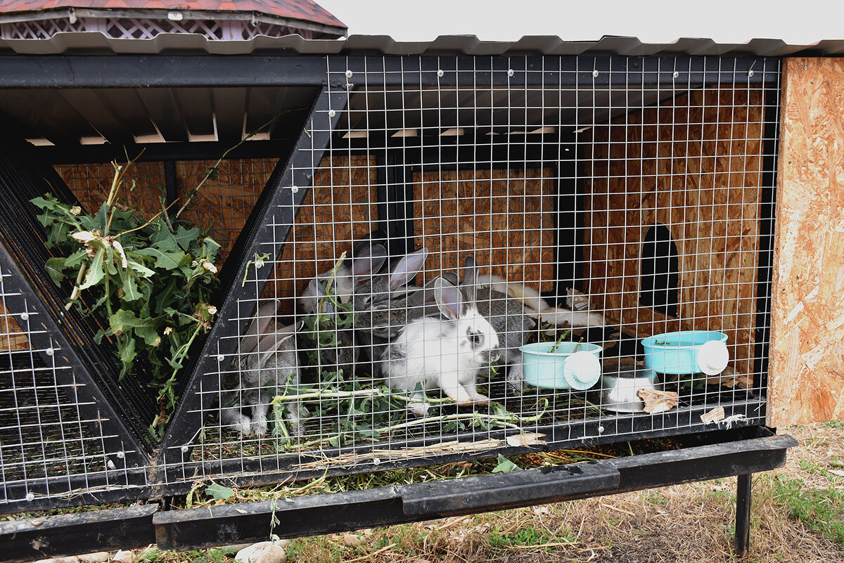 Кролики в Еленовке - Александр 