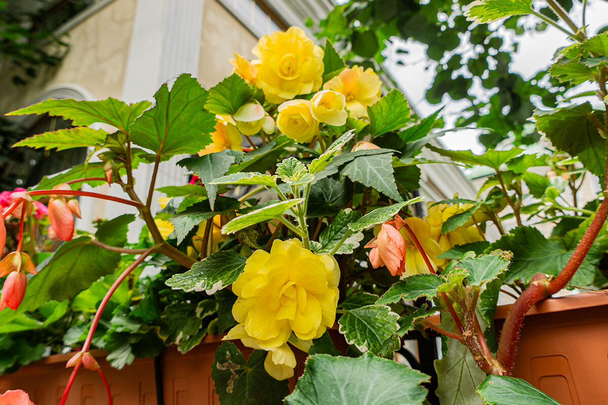 Лето - Ирина Соловьёва