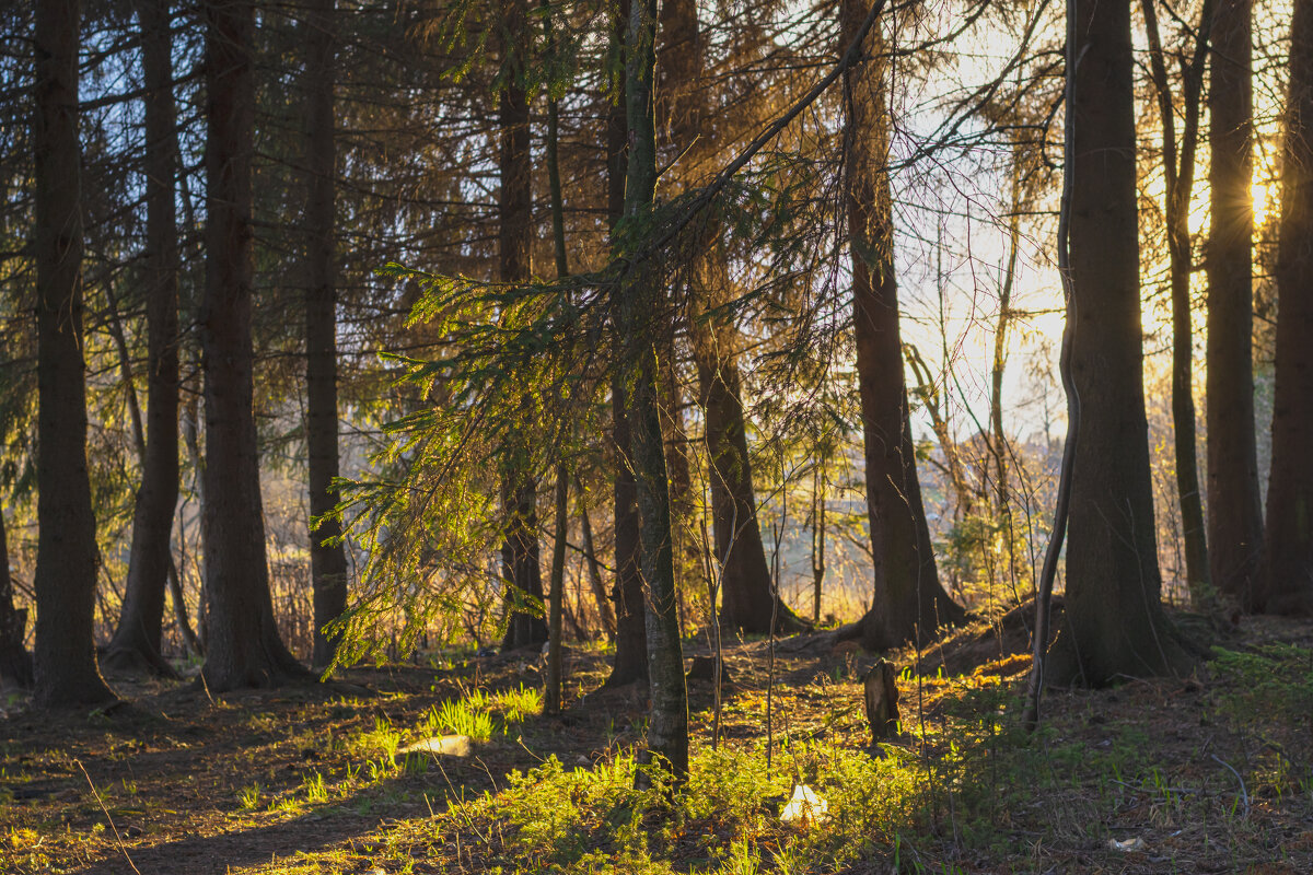 Подмосковный лес - Павел Спиваков 