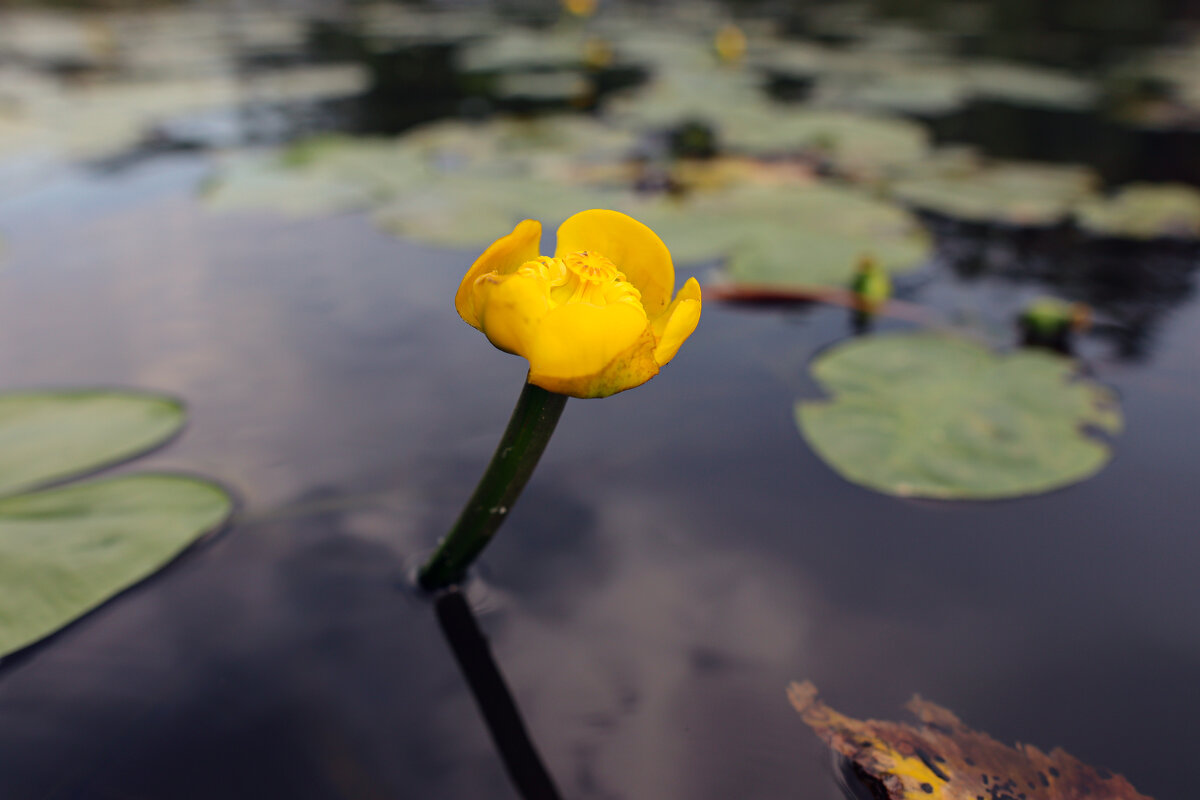 На даче - skijumper Иванов