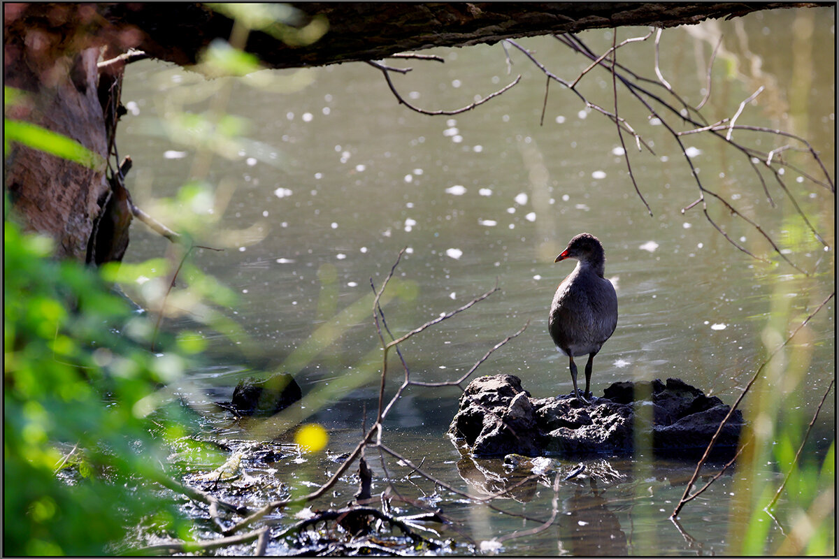 Камышница - Сергей Премонишын