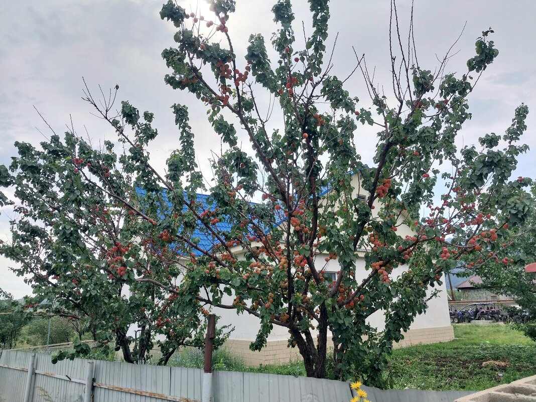 Talgar. - Murat Bukaev 