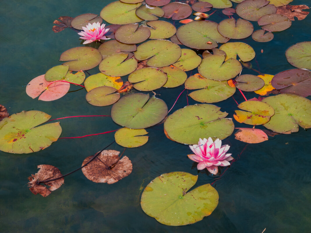 Лотос розовый. - Борис Калитенко