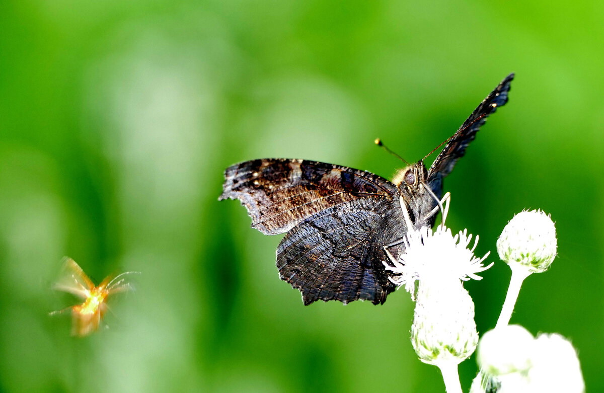 и снова бабочки 8 - Александр Прокудин