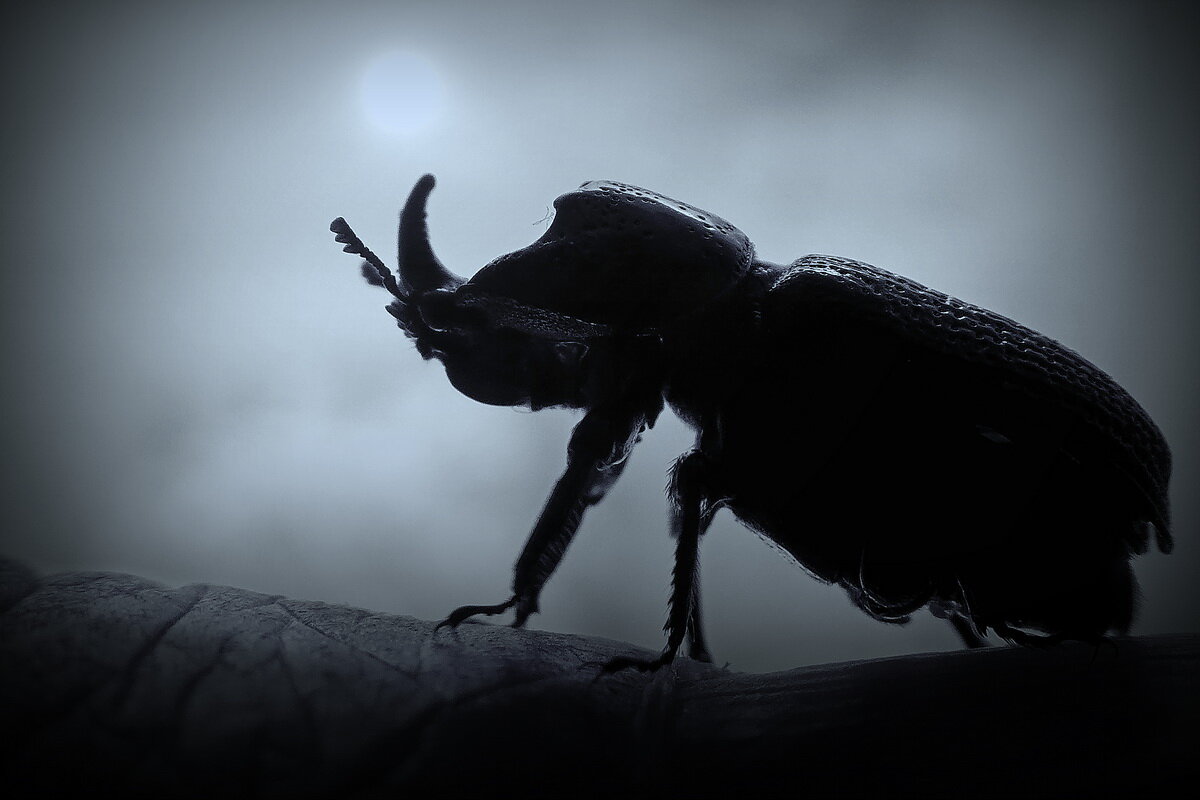 Жук-носорог... - Владимир Шошин Жук-носорог... - Владимир Шошин