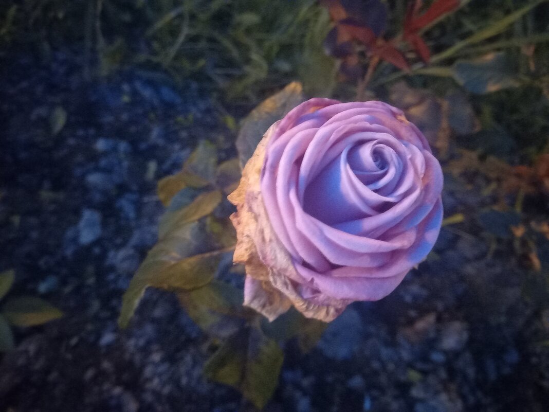 Роза - Сапсан 