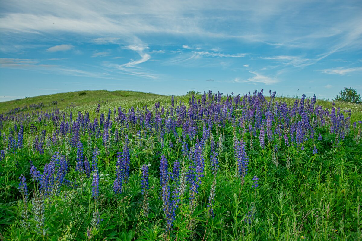 Люпиновый мир. - Александр Филатов
