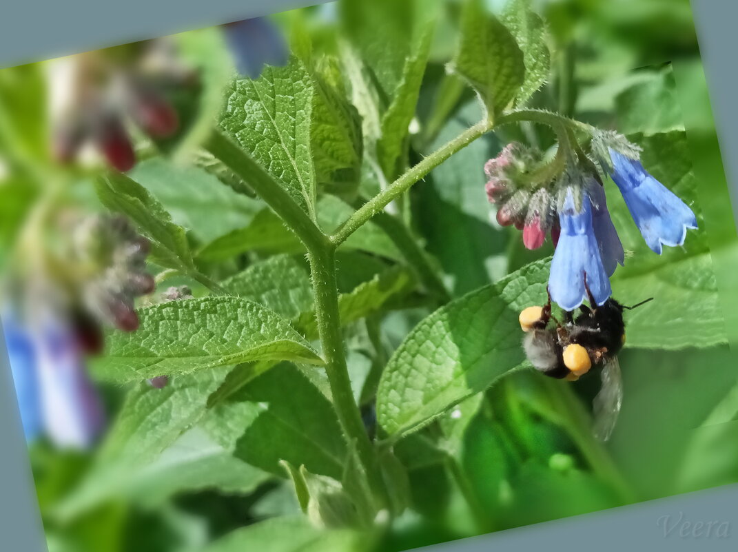 Шмель на окопнике лекарственном - Veera V