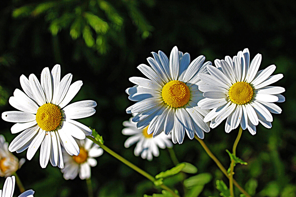 Июль..,Белые хризантемы! - Владимир 