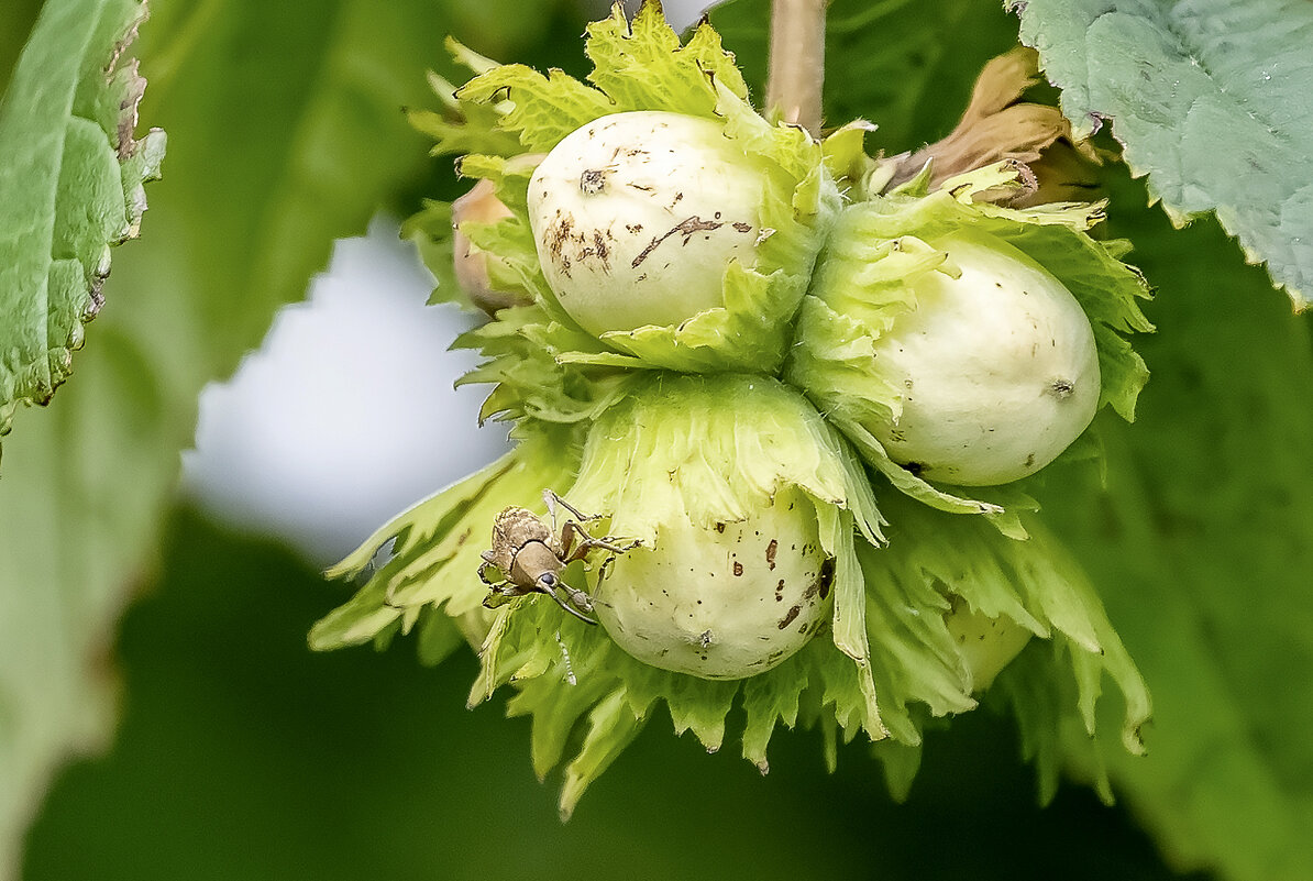 Любитель орехов - Валерий Иванович