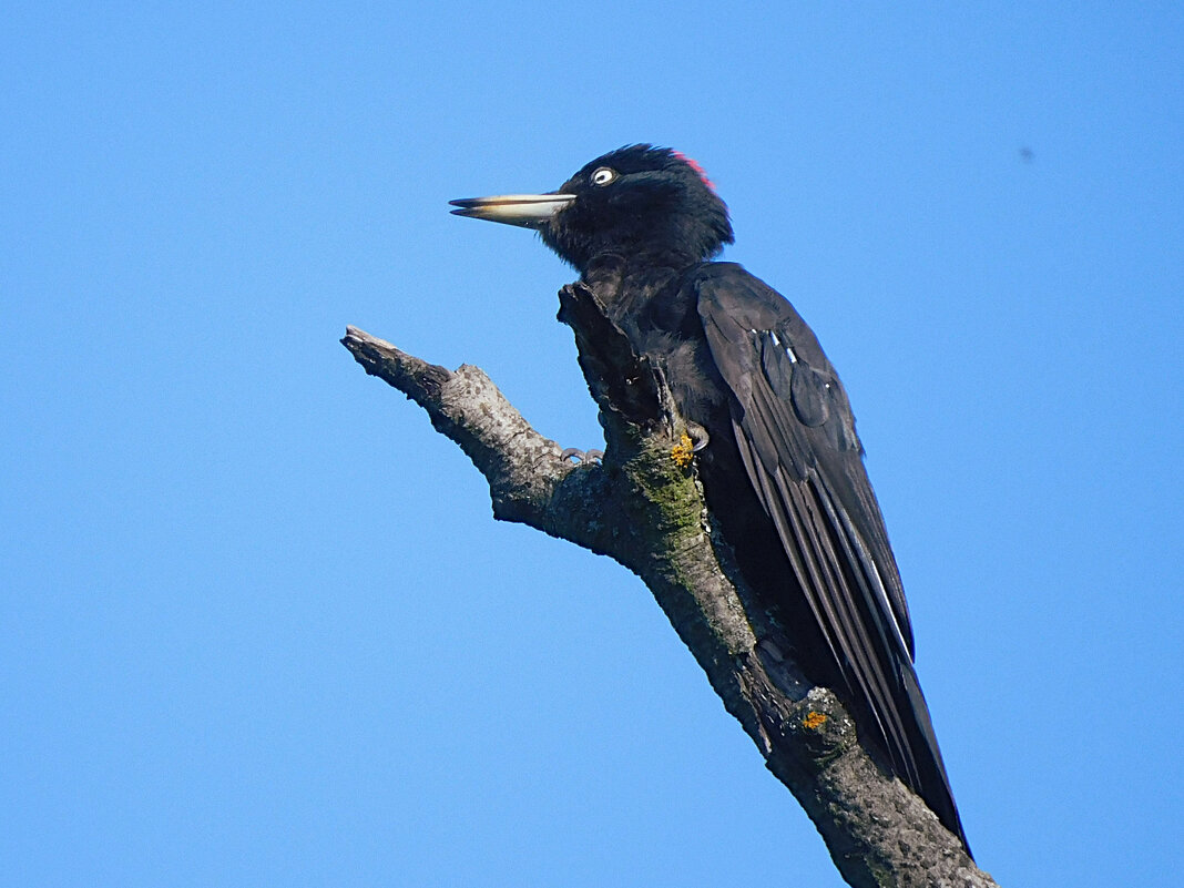 Желна - Лина Желна - Лина